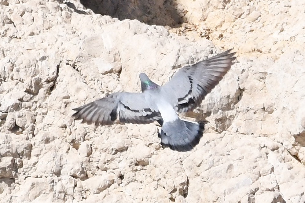 Rock Pigeon - ML618383276