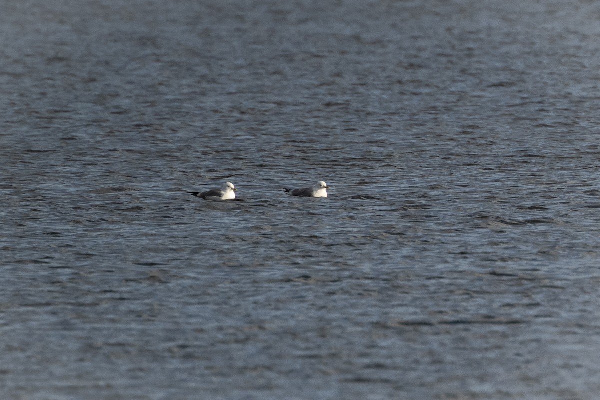 Short-billed Gull - ML618383278