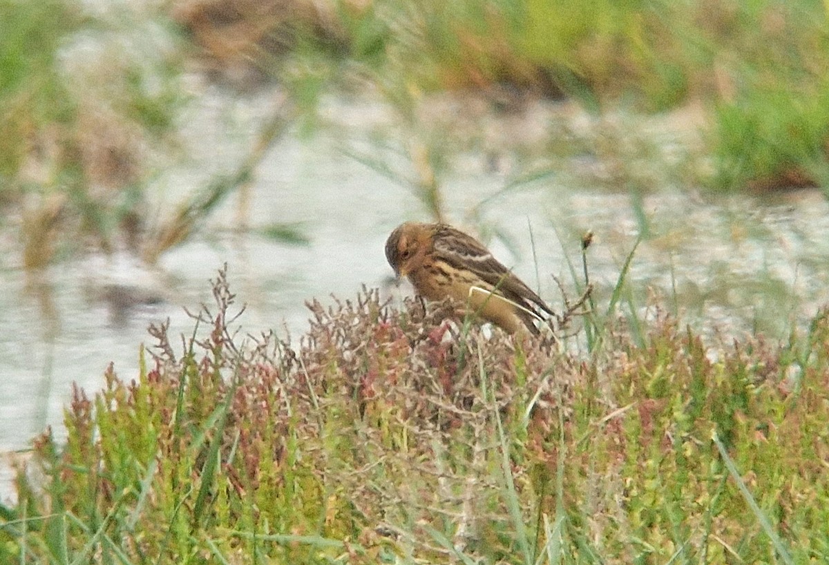 Red-throated Pipit - Jana Marco