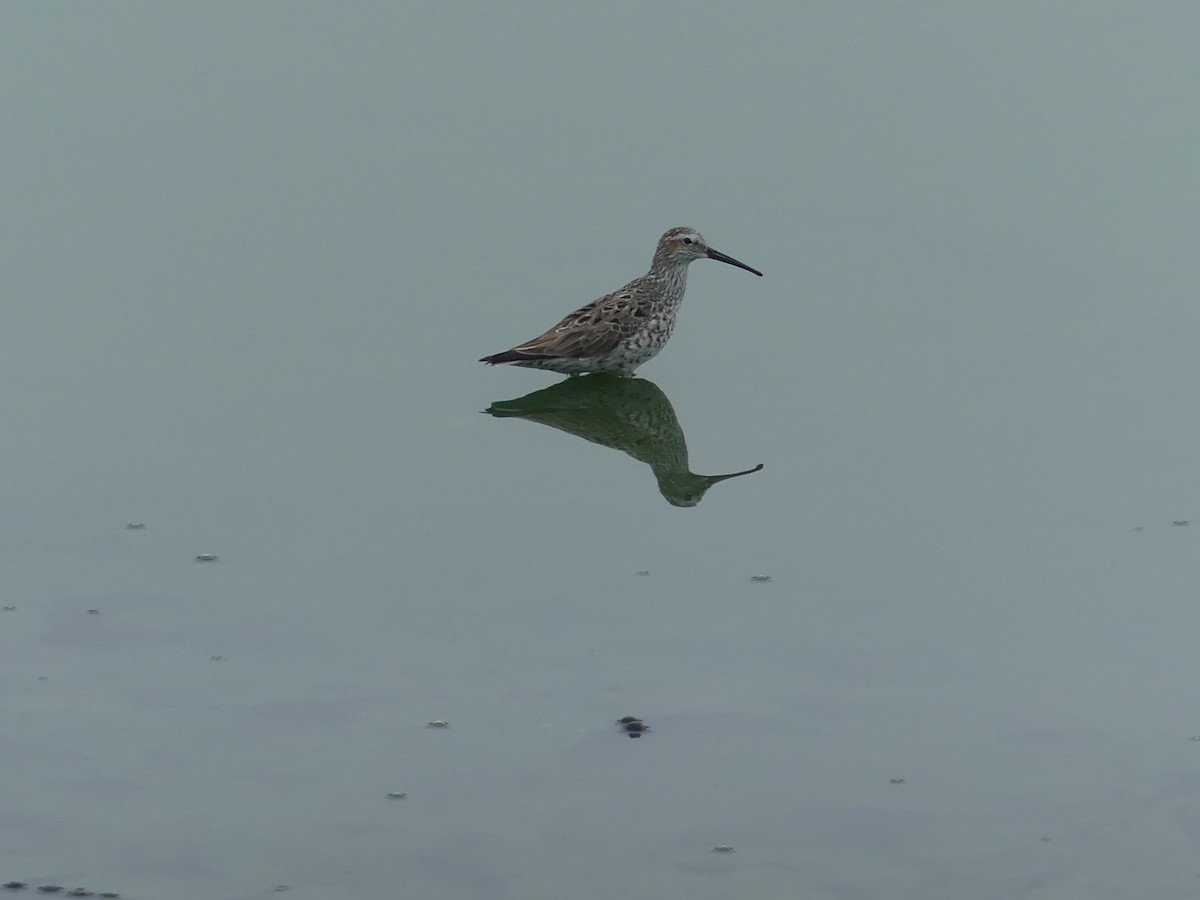 Stilt Sandpiper - ML618383290