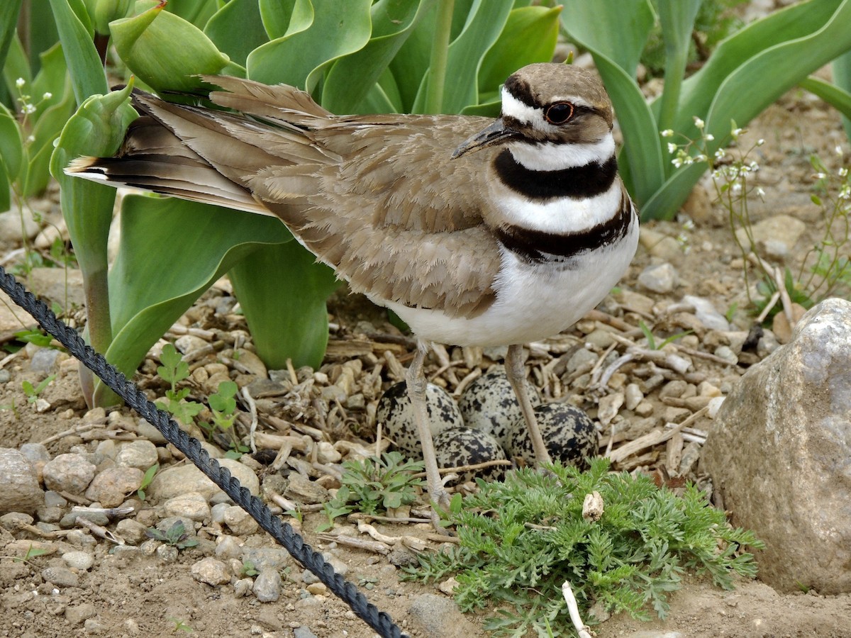 Killdeer - ML618383294