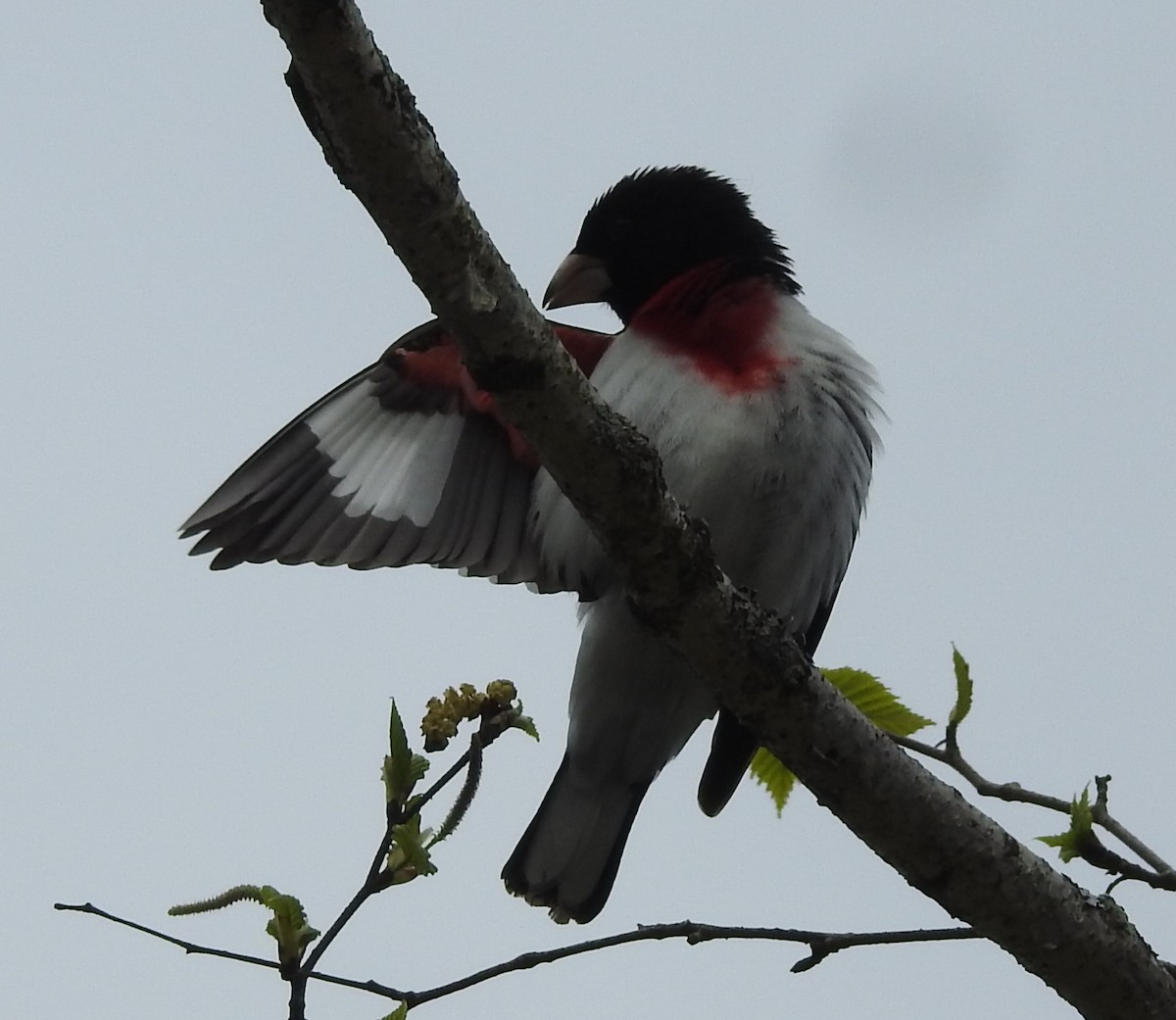 Rose-breasted Grosbeak - ML618383295