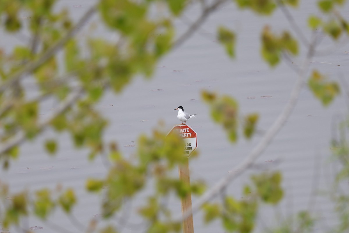 Forster's Tern - Robert Linfield