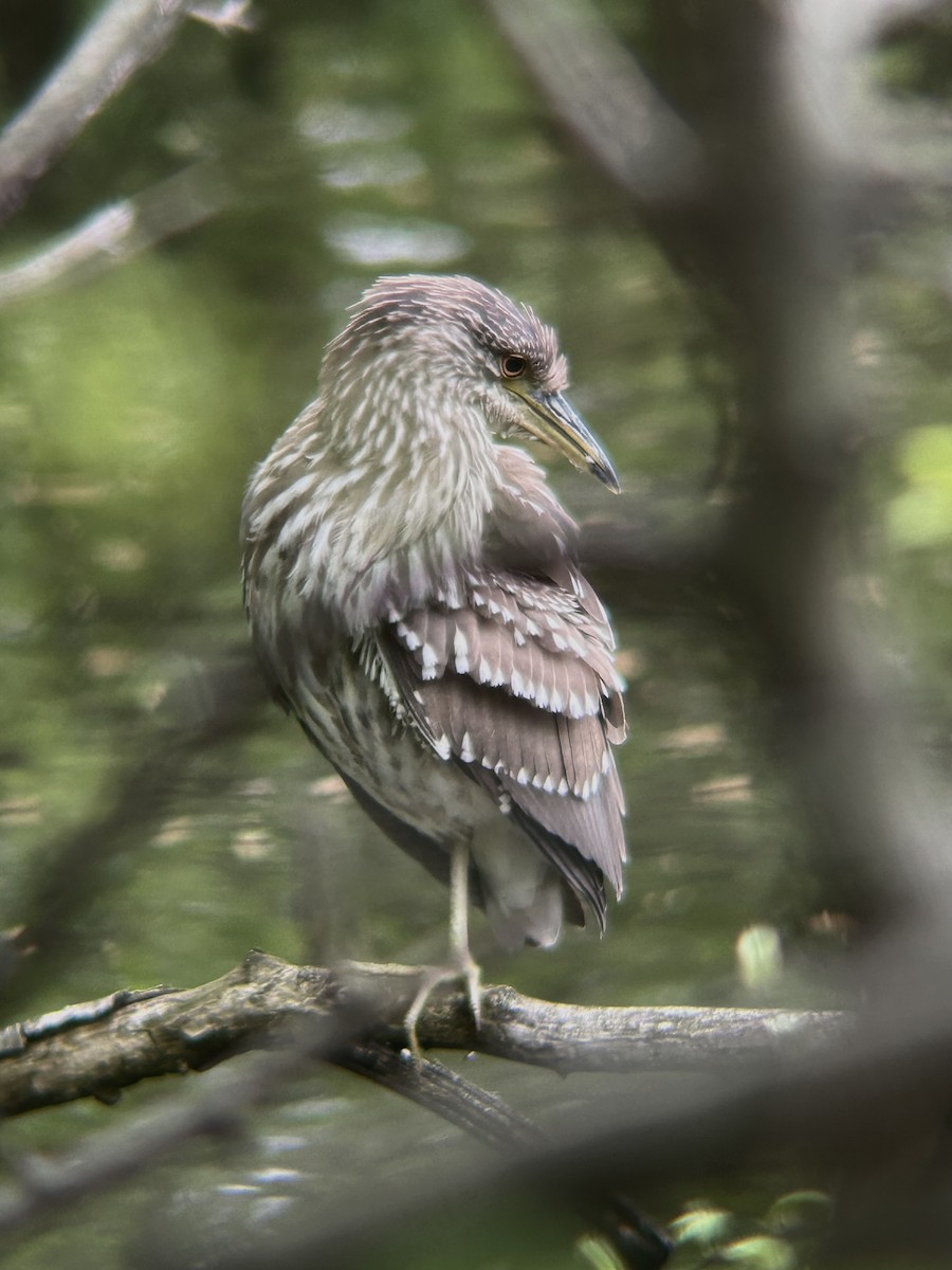 Black-crowned Night Heron - ML618383326