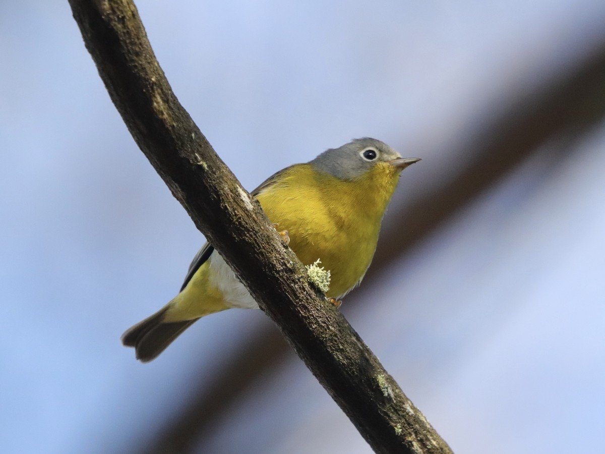 Nashville Warbler - David Wittrock