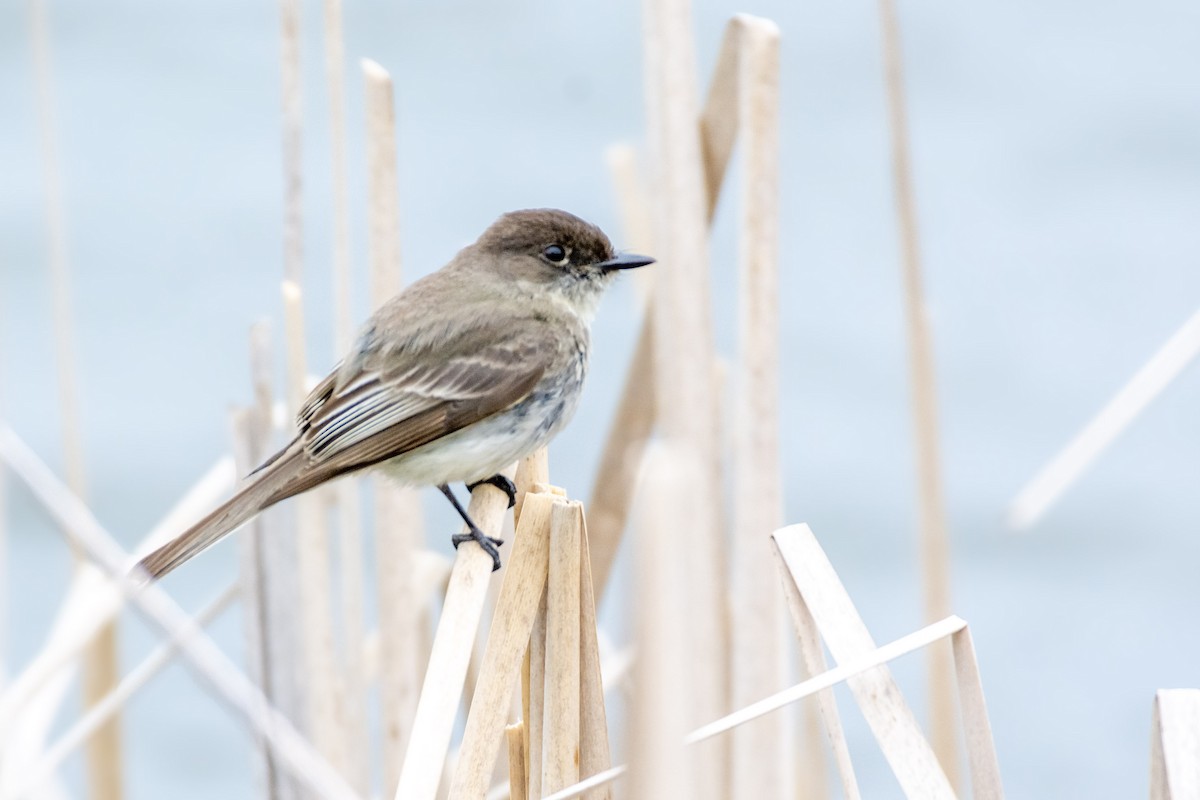 Eastern Phoebe - Jean-Sébastien Guénette