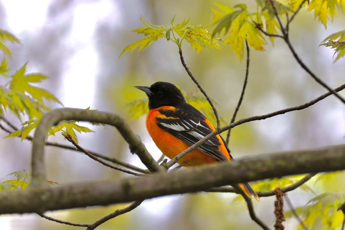 Baltimore Oriole - Robert Linfield