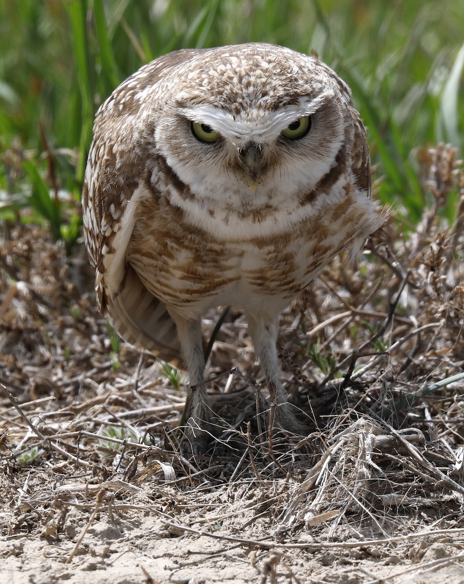 Burrowing Owl - ML618383406