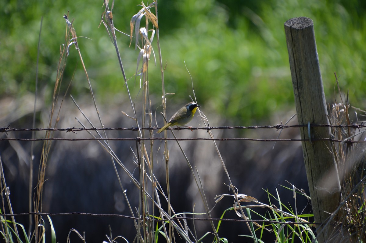 Common Yellowthroat - Vanessa Hum