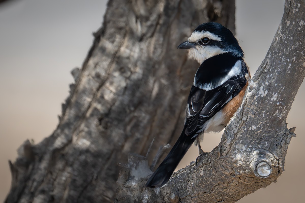 Masked Shrike - Uriel Levy