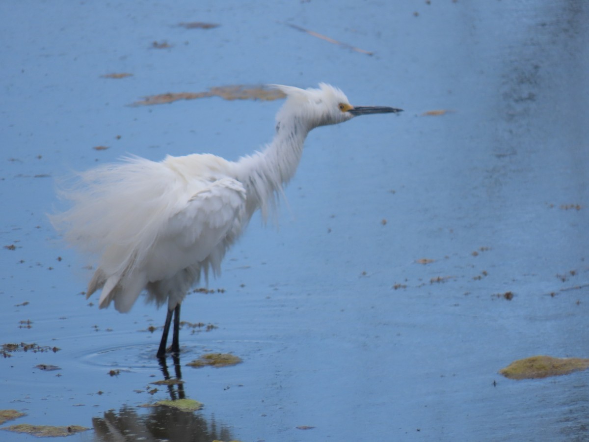 Snowy Egret - Lori Zabel