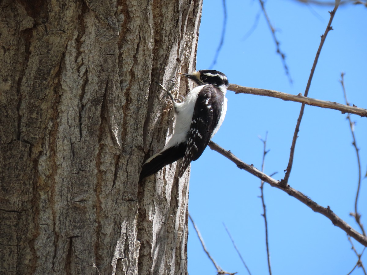 Downy Woodpecker - douglas diekman