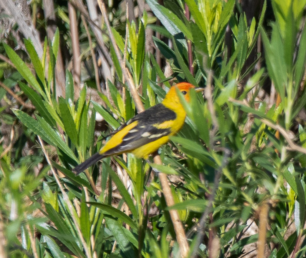 Western Tanager - Debra Miyamoto