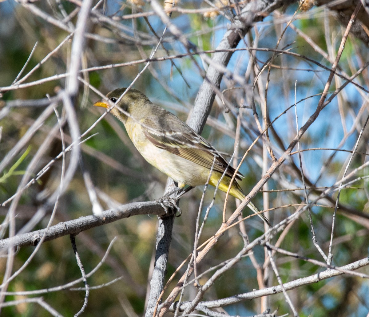 Western Tanager - ML618383455