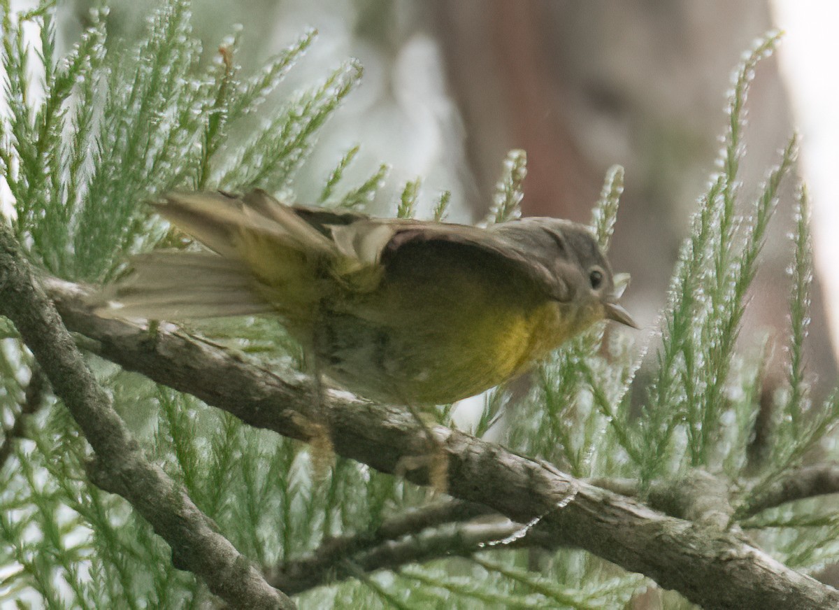 Nashville Warbler - Pat Tomsho