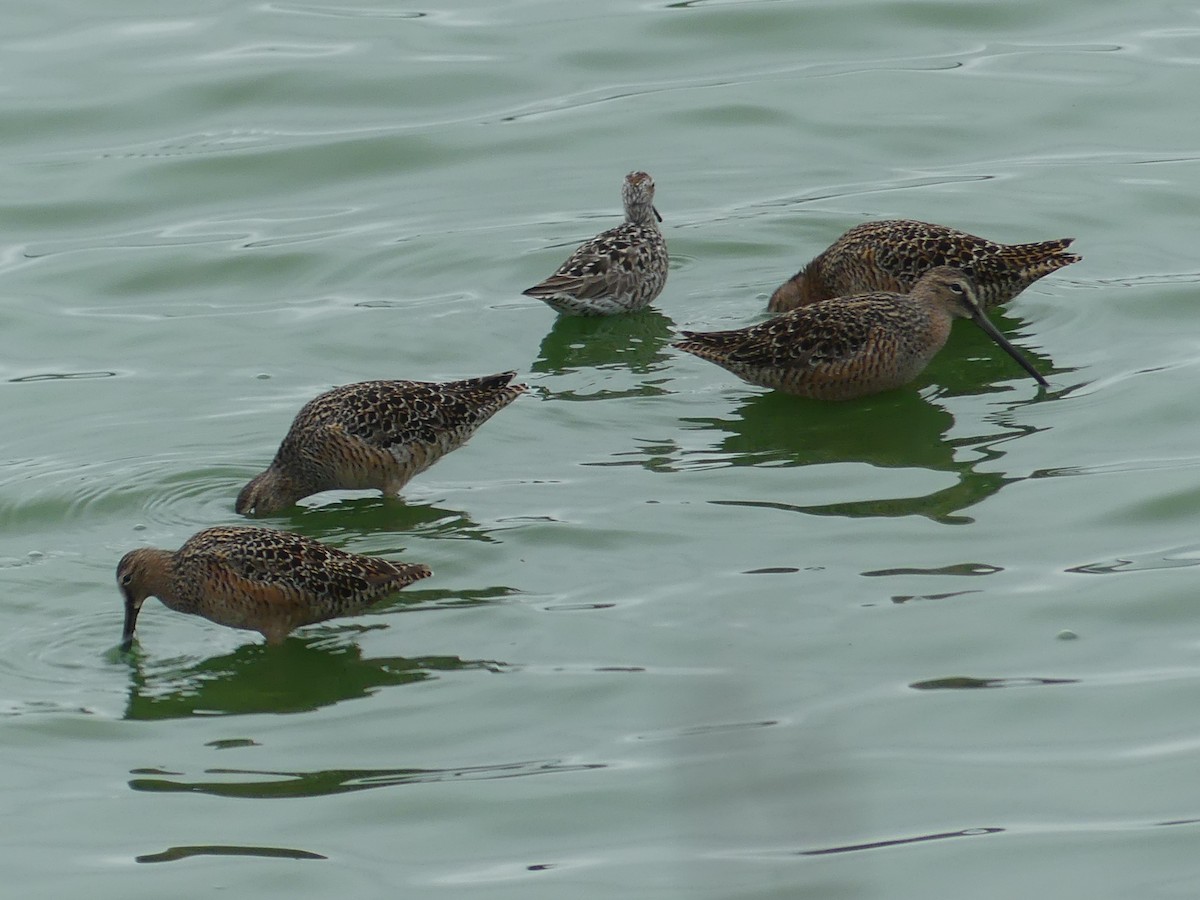 Long-billed Dowitcher - ML618383489