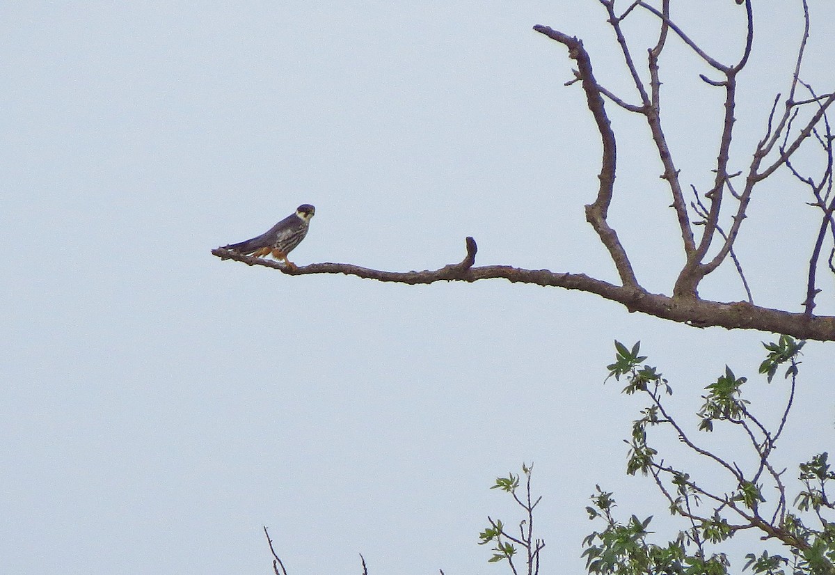 Eurasian Hobby - ML618383510