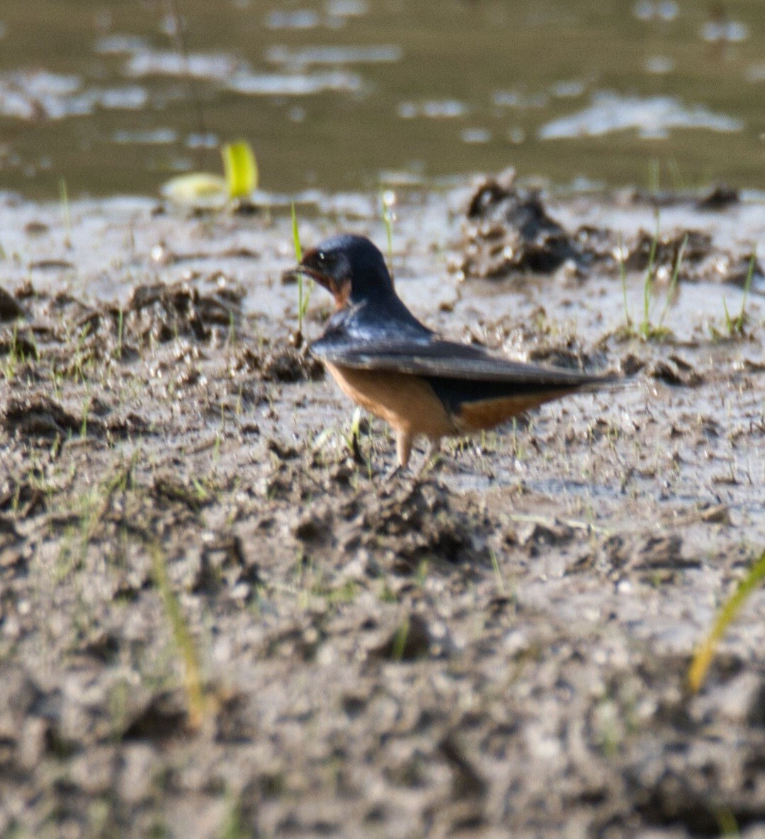 Barn Swallow - ML618383514