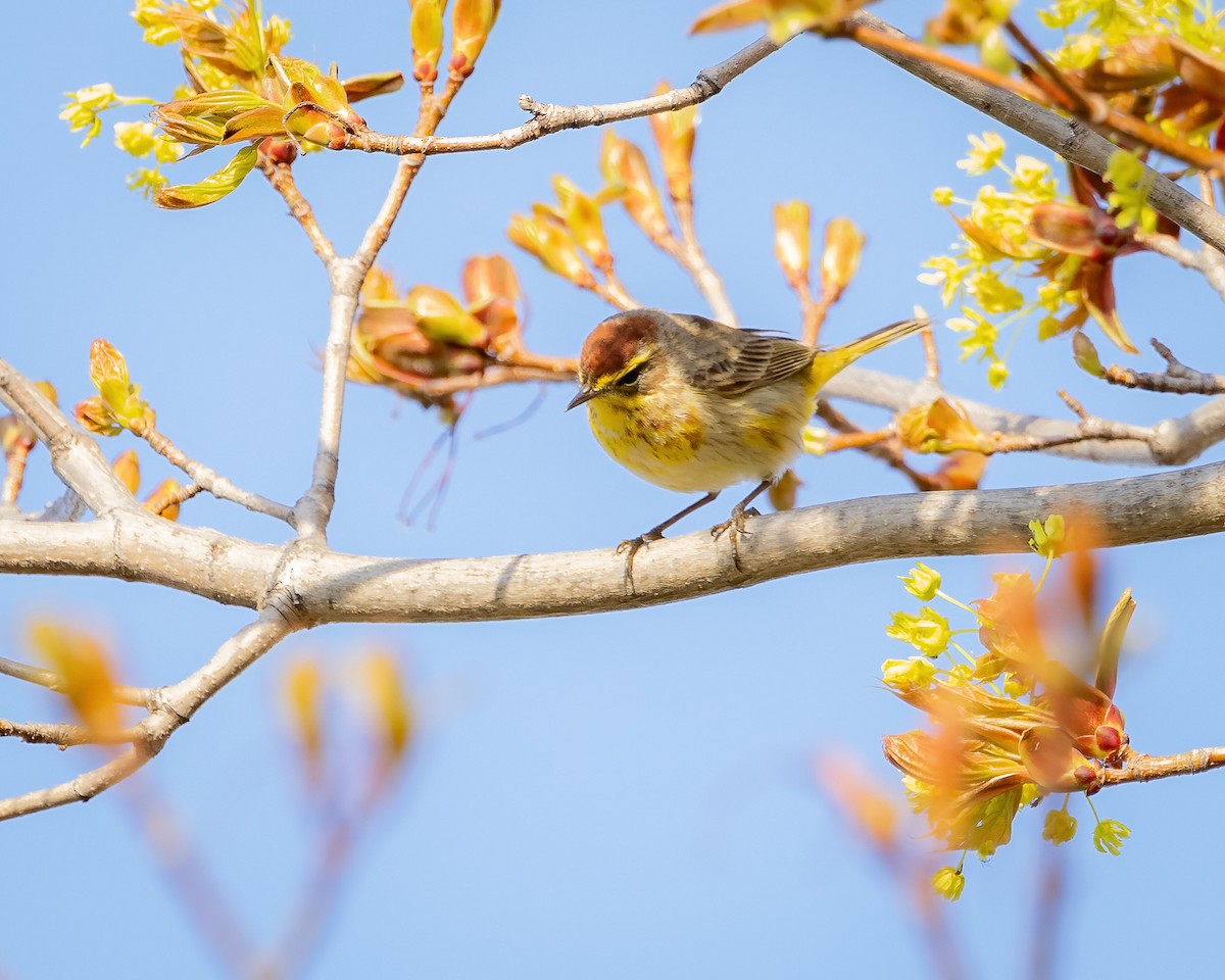 Palm Warbler - Derek Spencer