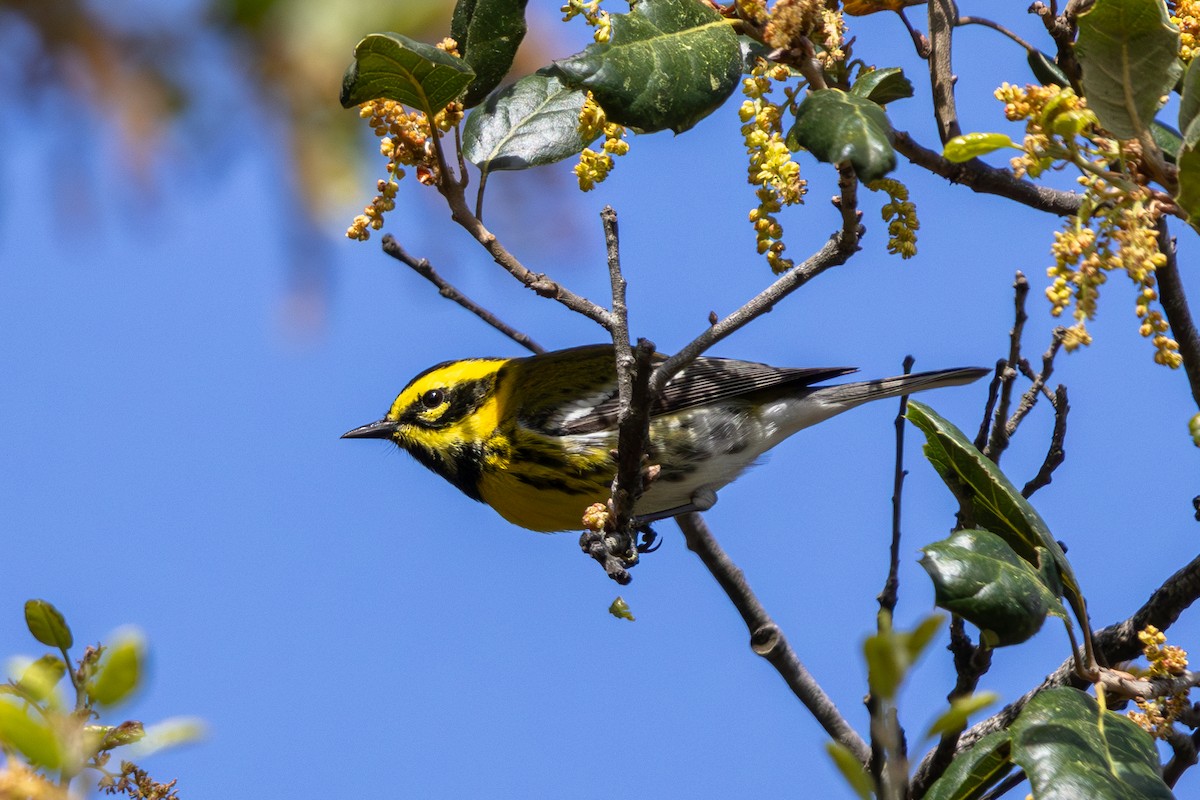 Townsend's Warbler - ML618383557