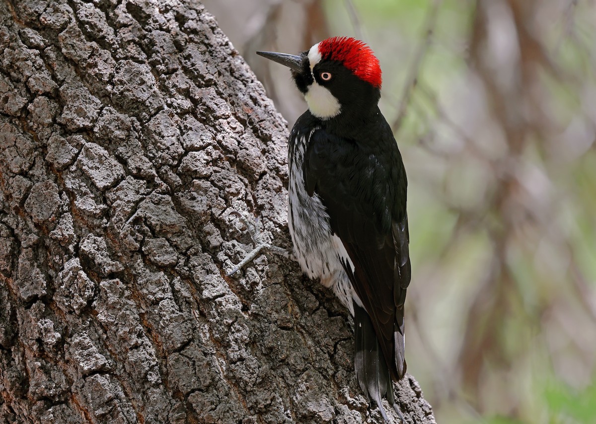 Acorn Woodpecker - Ad Konings