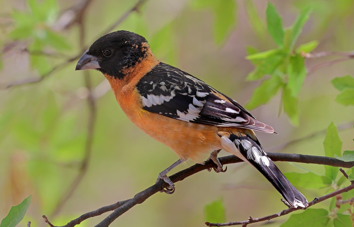 Black-headed Grosbeak - Ad Konings