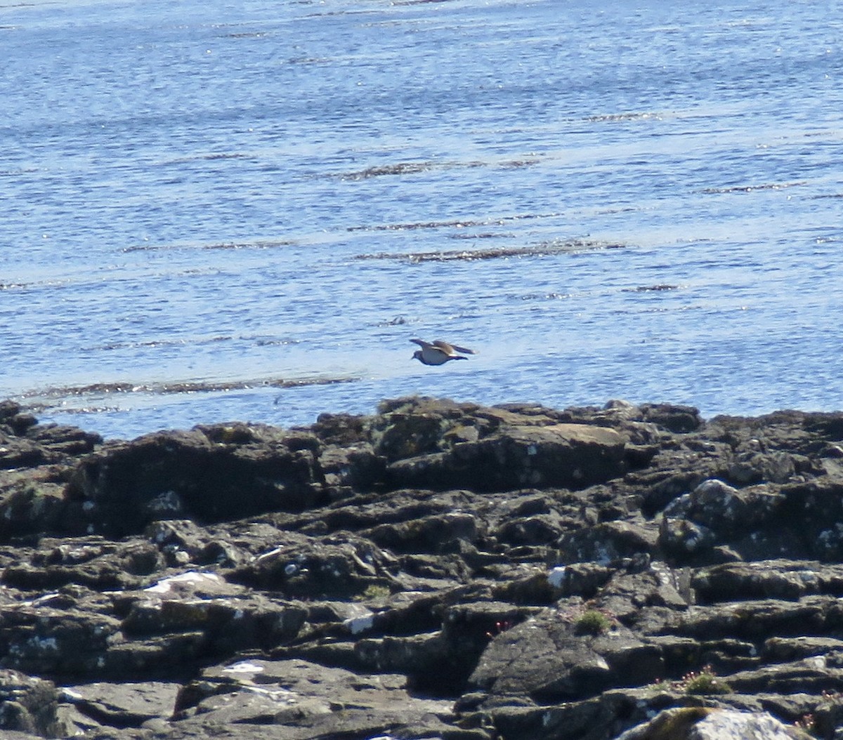 Northern Lapwing - ML618383615