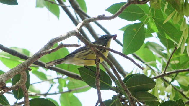 Kirtland's Warbler - ML618383661