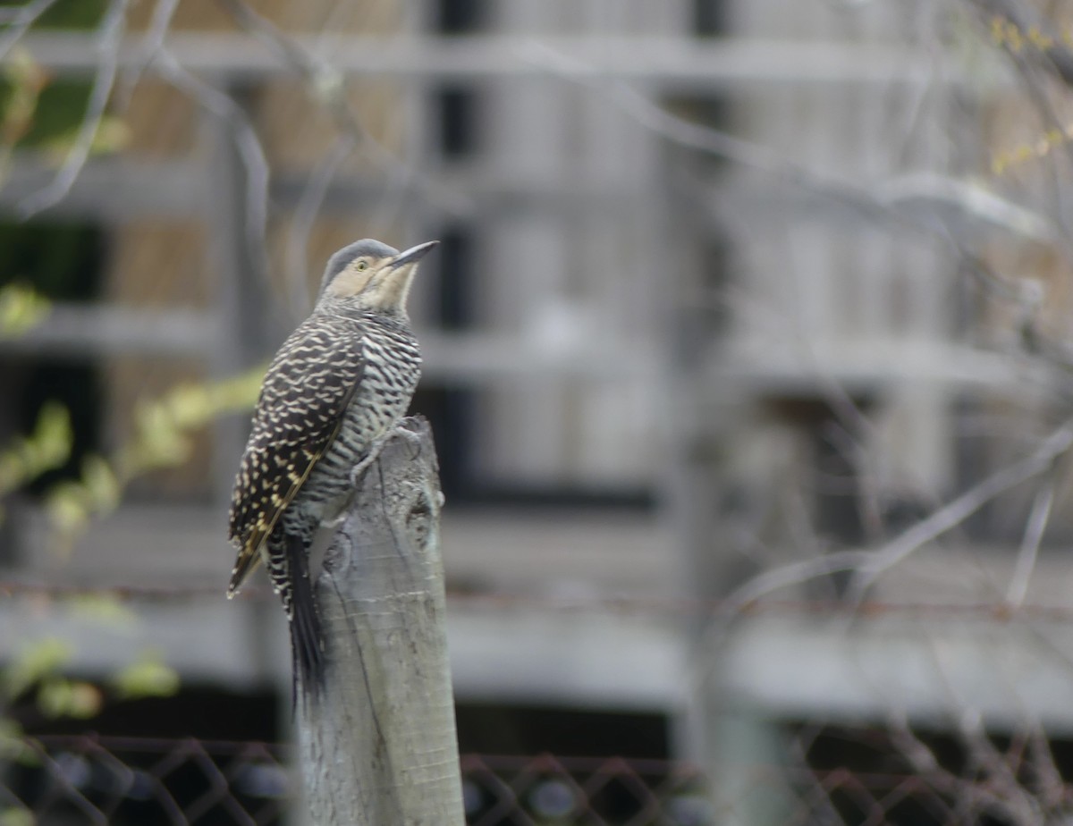 Chilean Flicker - ML618383695