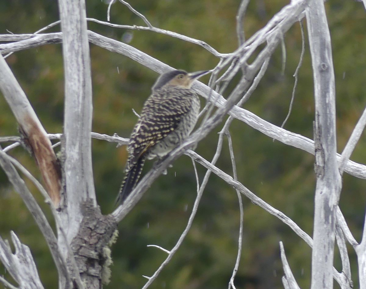 Chilean Flicker - ML618383696