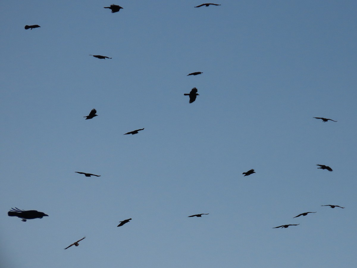 Ворона чорна (підвид orientalis) - ML618383735