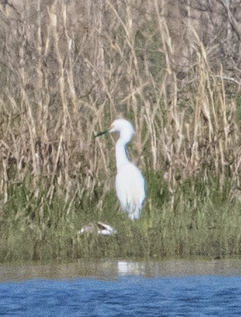 Snowy Egret - ML618383750