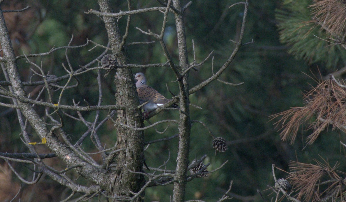 European Turtle-Dove - ML618383759