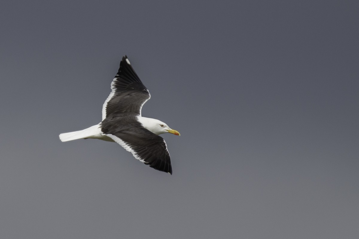 Lesser Black-backed Gull - Josef Heryán