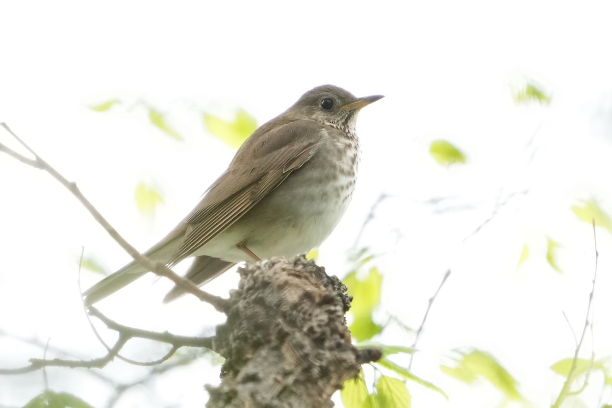 Gray-cheeked Thrush - ML618383785