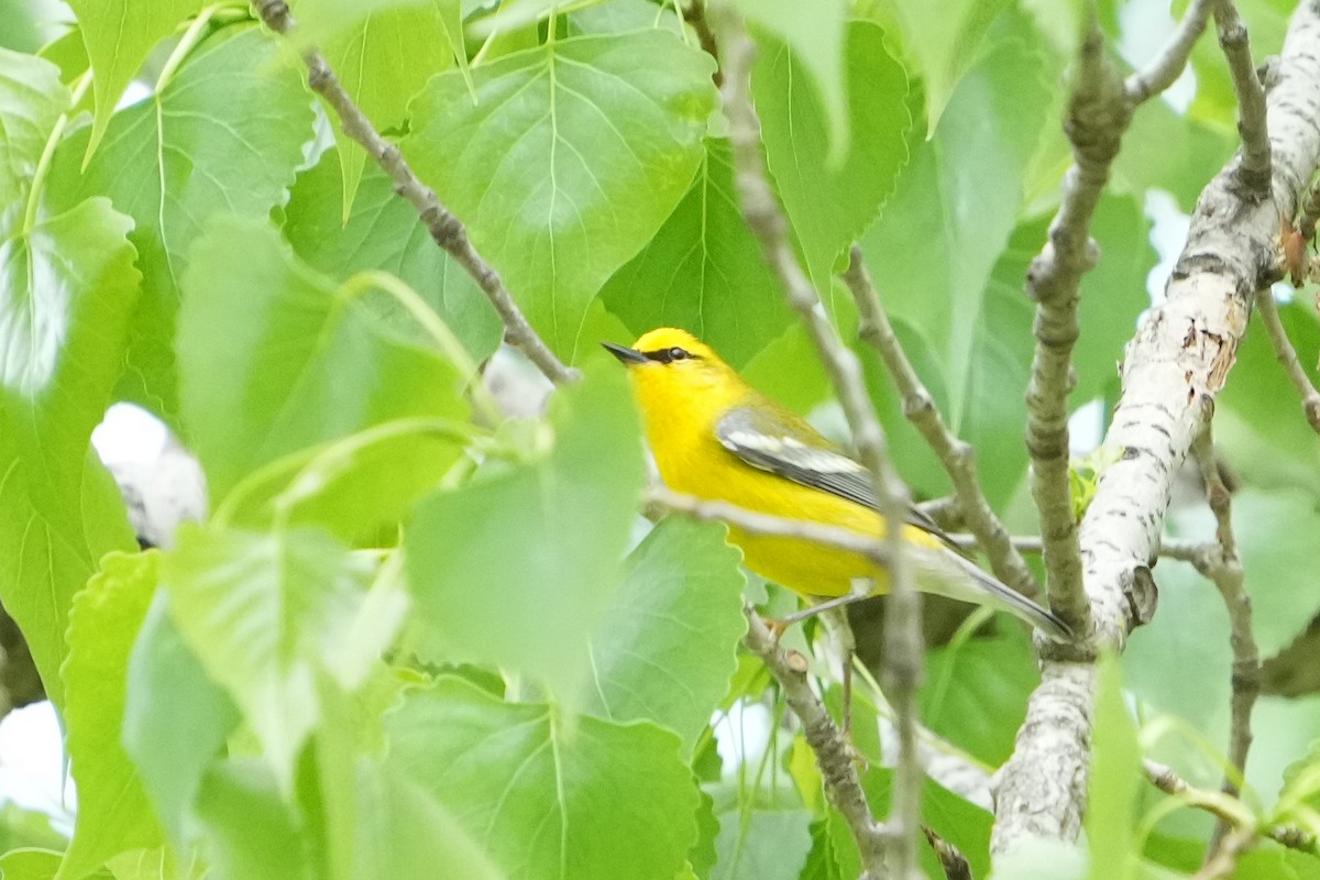 Blue-winged Warbler - Thane Dinsdale