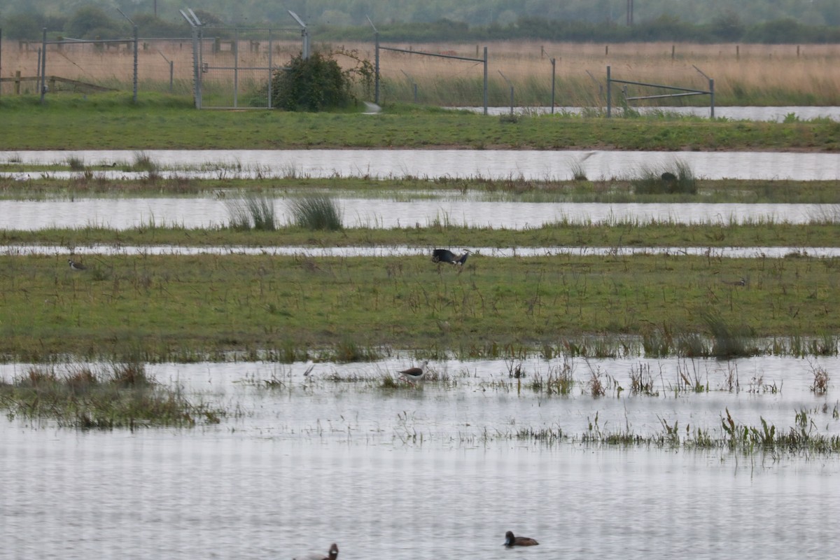 Black-winged Stilt - Shaan Purohit