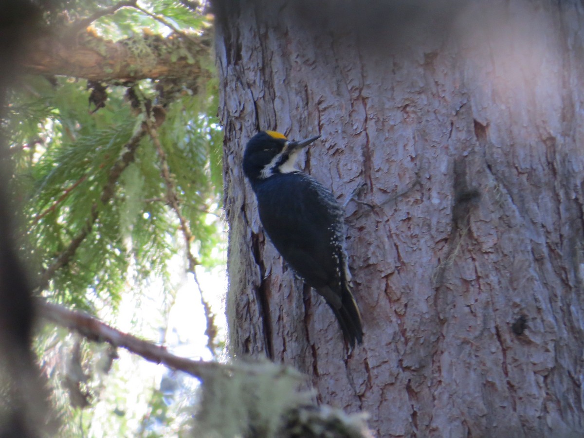 Black-backed Woodpecker - Craig Sandvig