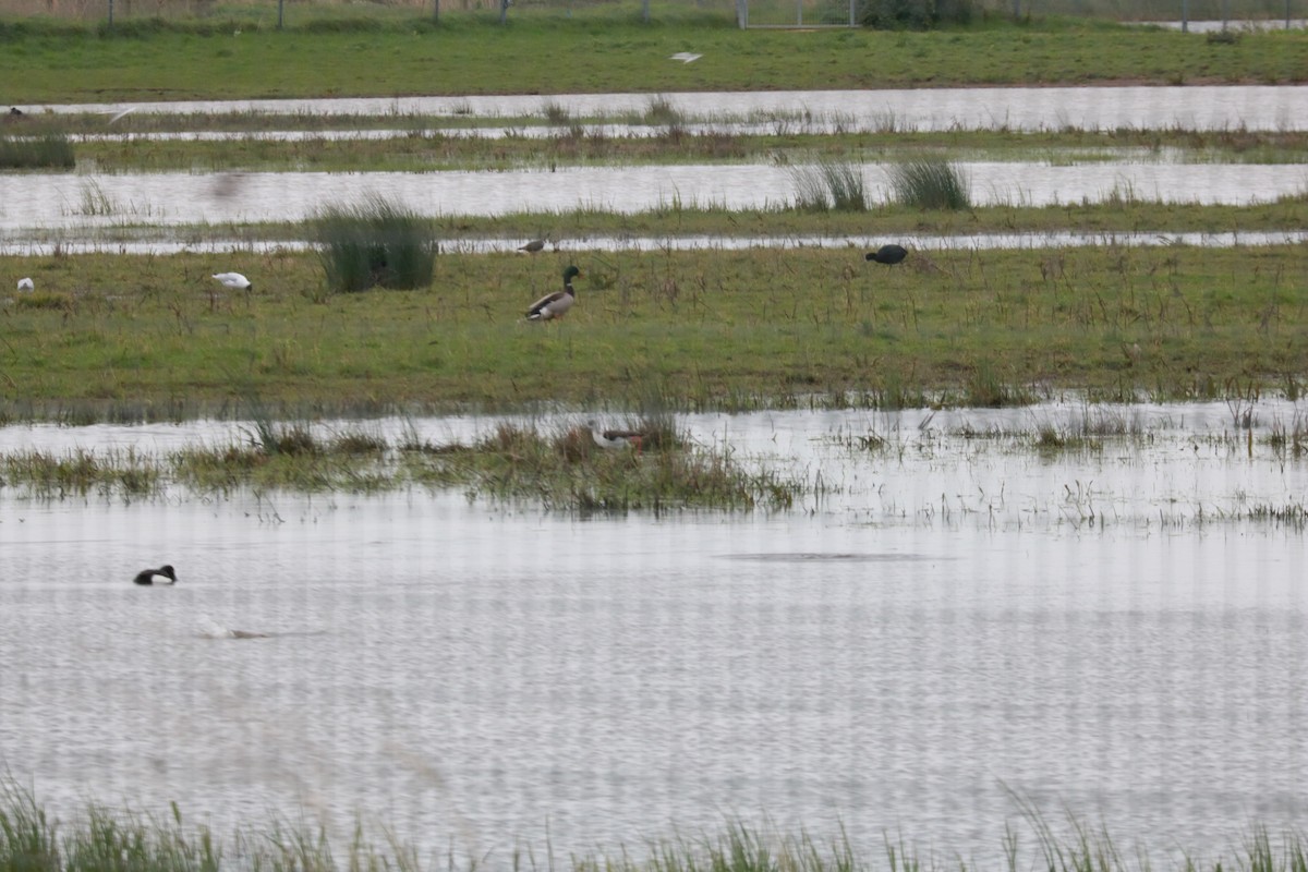 Black-winged Stilt - Shaan Purohit