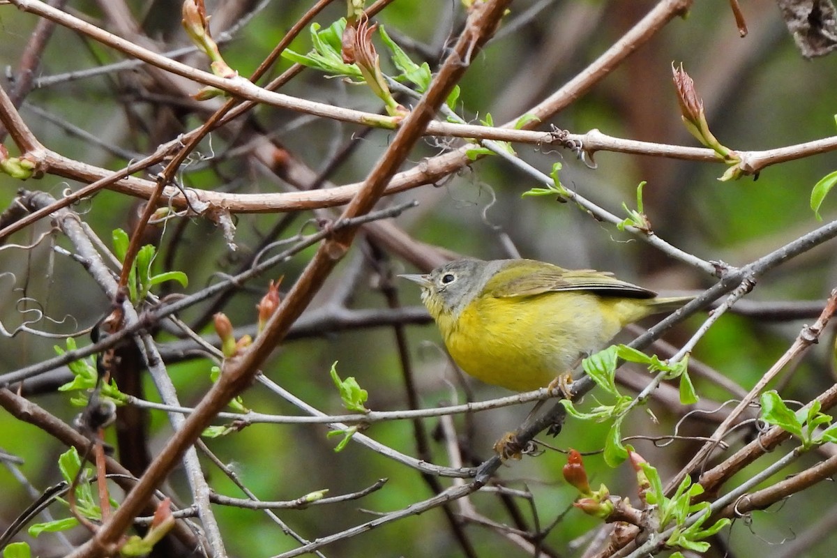 Nashville Warbler - ML618383845