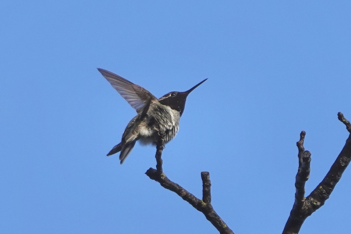 rødmaskekolibri - ML618383864