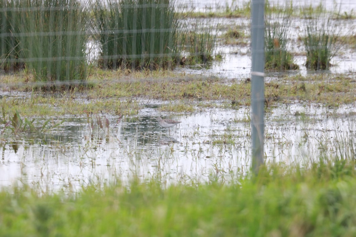 Wood Sandpiper - Shaan Purohit