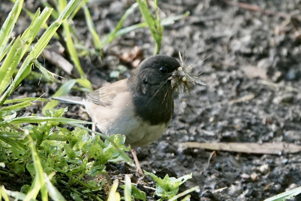 Dark-eyed Junco - ML618383899