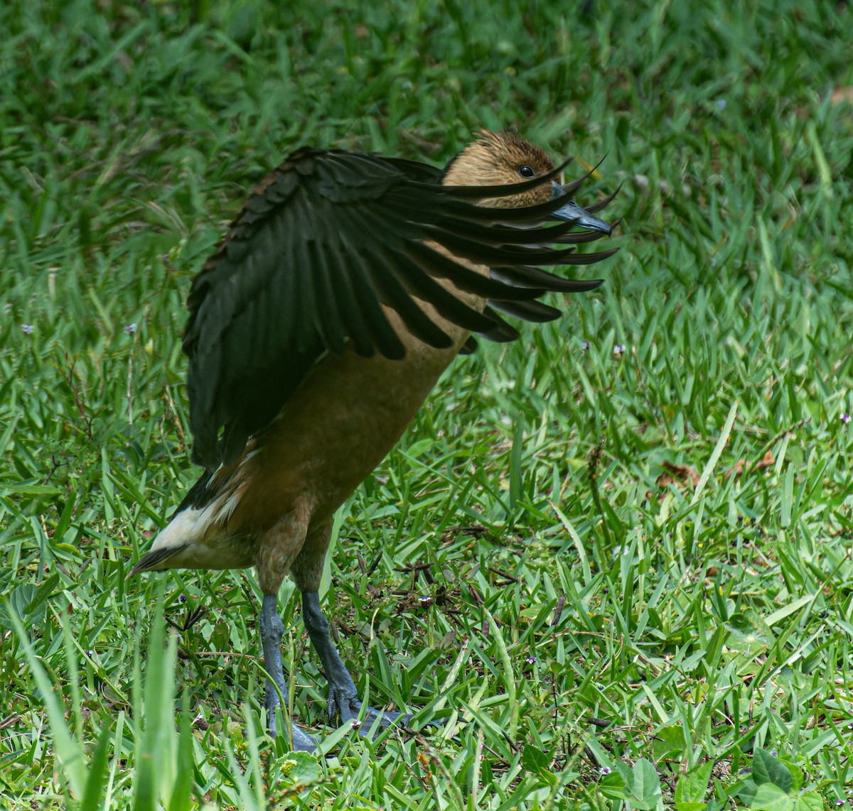 Fulvous Whistling-Duck - Karen Chiasson