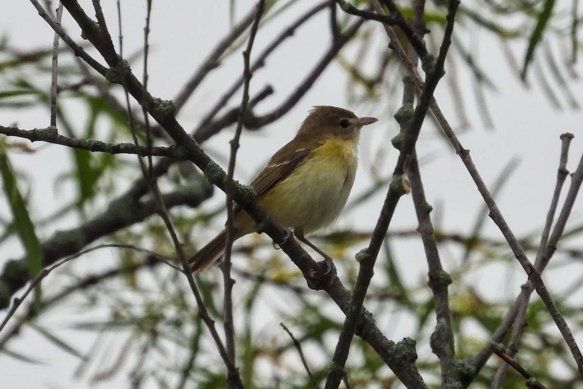 Bell's Vireo - Anne Ensign