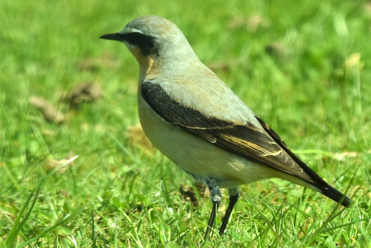 Northern Wheatear - ML618383962