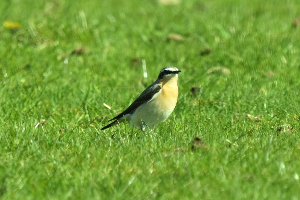 Northern Wheatear - Blair Whyte