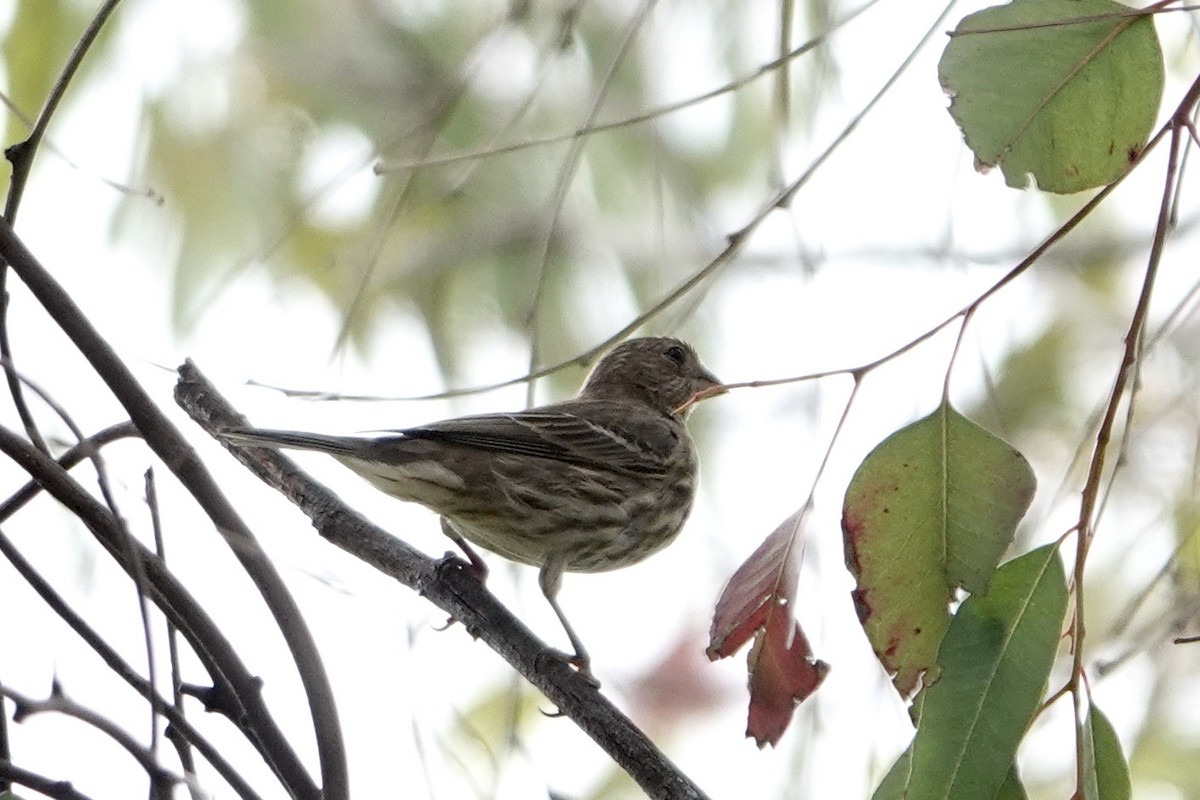 House Finch - ML618383966