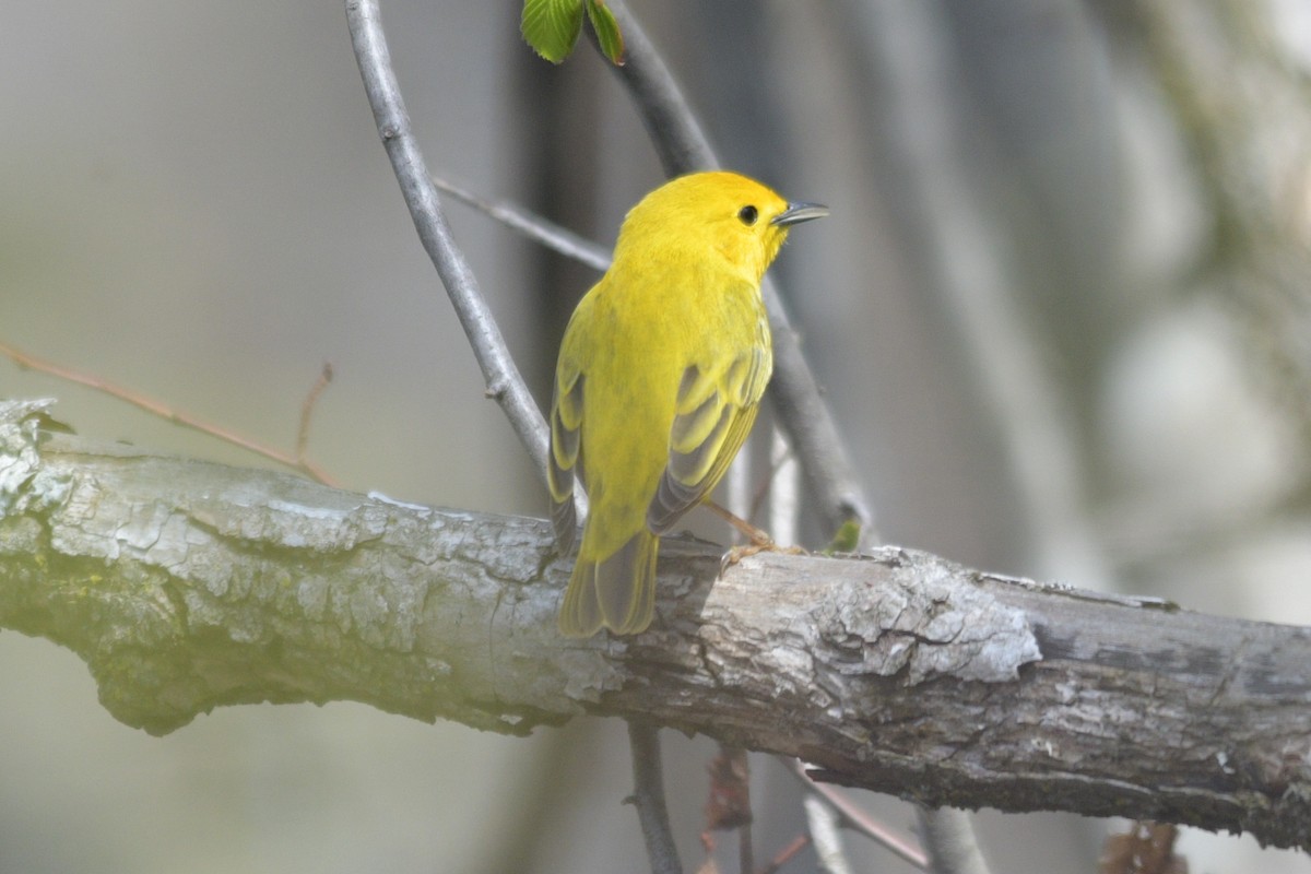 Yellow Warbler - ML618383971