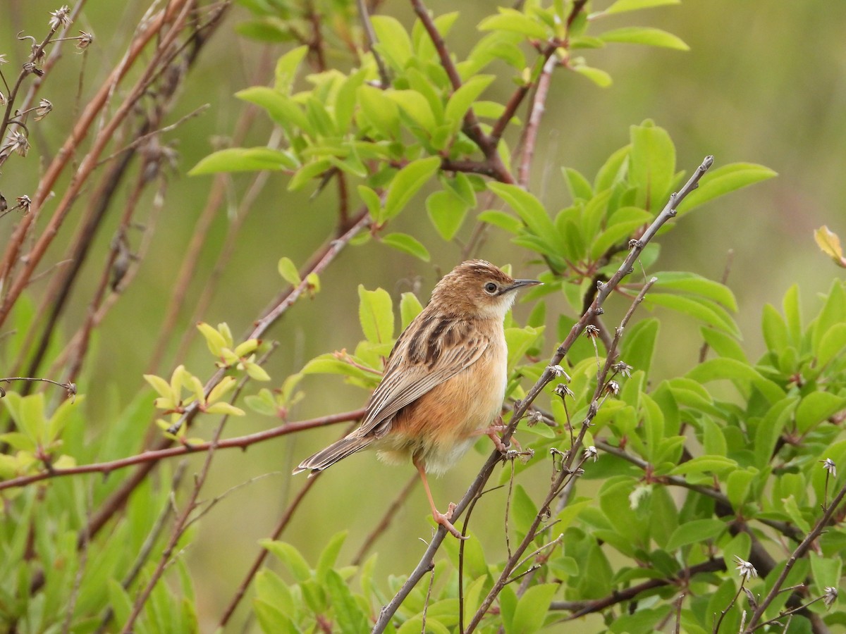 Zitting Cisticola - Jon Iratzagorria Garay